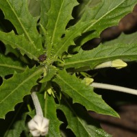 Hippobroma longiflora (L.) G.Don